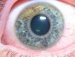 RETINA MEDICA Y EXPERIMENTAL