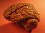 CONTROL NERVIOSO DE LA RESPIRACION, CIRCULACION Y DE LAS EMOCIONES
